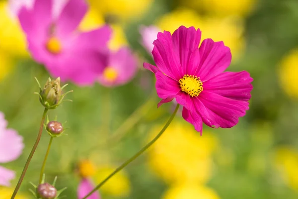 Beautiful Cosmos Flower — Stock Photo, Image