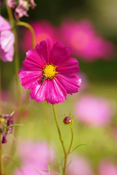 Beautiful Cosmos Flower — Stock Photo, Image