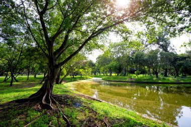 Parktaki yeşil ağaçların manzarası