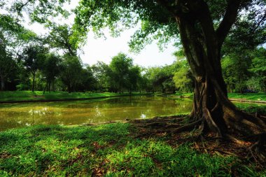 Parktaki yeşil ağaçların manzarası