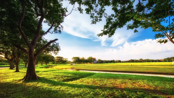 Parque urbano con césped verde y algunos árboles — Foto de Stock