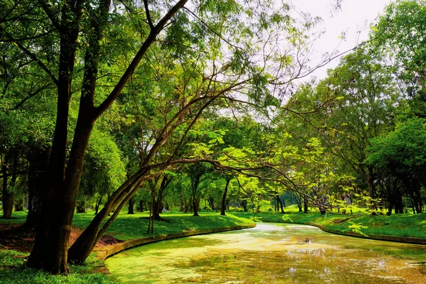 公園内の緑の木の眺め — ストック写真