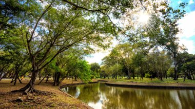 Parktaki yeşil ağaçların manzarası