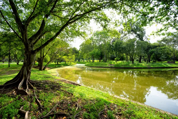 公园内绿树的景观 — 图库照片