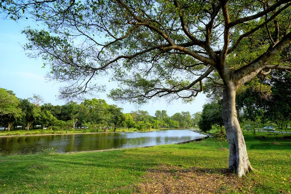 Widok na zielone drzewa w parku — Zdjęcie stockowe