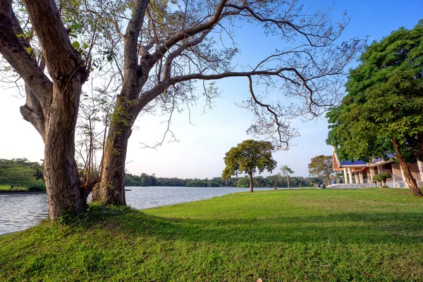 Vue sur les arbres verts dans le parc — Photo