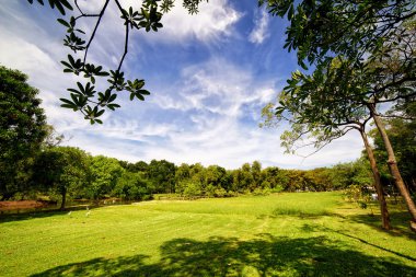 Şehir Parkı yeşil çim ve ağaçların