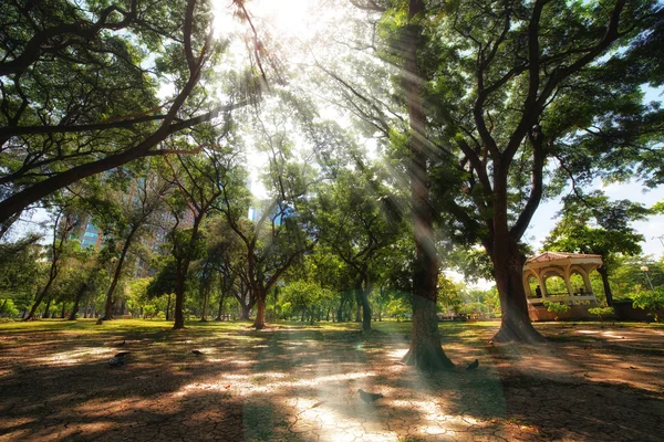 太阳光线通过城市公园里的树木 — 图库照片