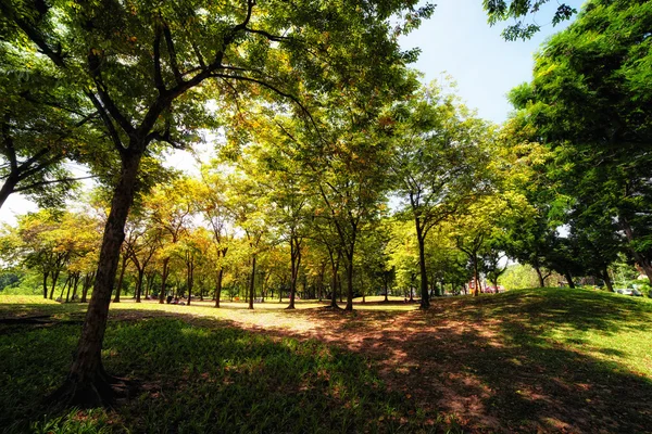 Parque verde de la ciudad en el soleado día de verano — Foto de Stock