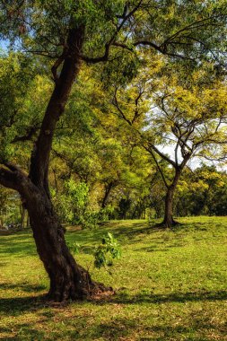 Şehir Parkı yeşil ağaçların görünümünü