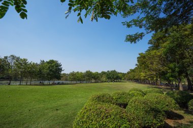 Şehir Parkı yeşil ağaçların görünümünü