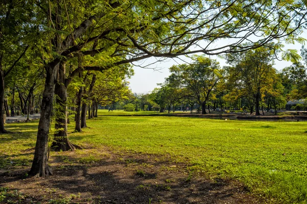 Vista de árboles verdes en el parque de la ciudad — Foto de Stock