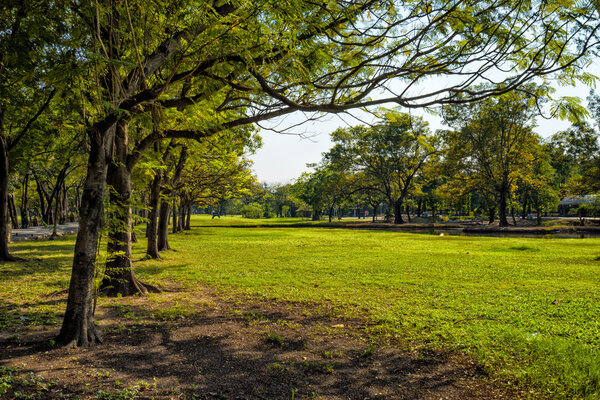 View of green trees in the city park, in sunny summer day