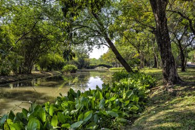 Parktaki yeşil ağaçların manzarası