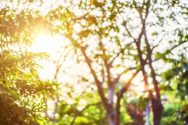 Bokeh yaprak güneş ışığı ile