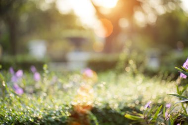 Bokeh yaprak güneş ışığı ile