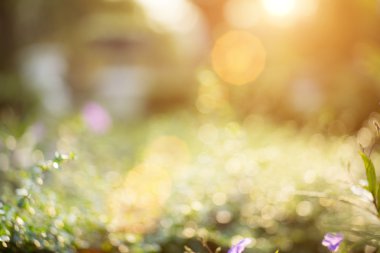 Bokeh yaprak güneş ışığı ile