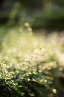 Bokeh yaprak güneş ışığı ile