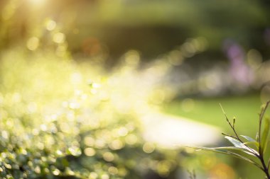 Bokeh yaprak güneş ışığı ile