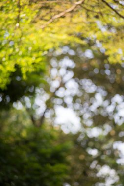 Bokeh yaprak güneş ışığı ile