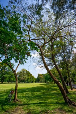 Şehir Parkı yeşil ağaçların görünümünü
