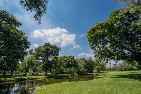 View of green trees in the city park