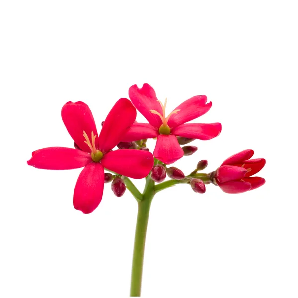 Izolované květu pikantní jatropha závodu — Stock fotografie
