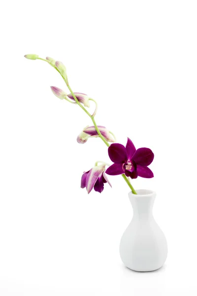 Flor orquídea púrpura en jarrón blanco — Foto de Stock