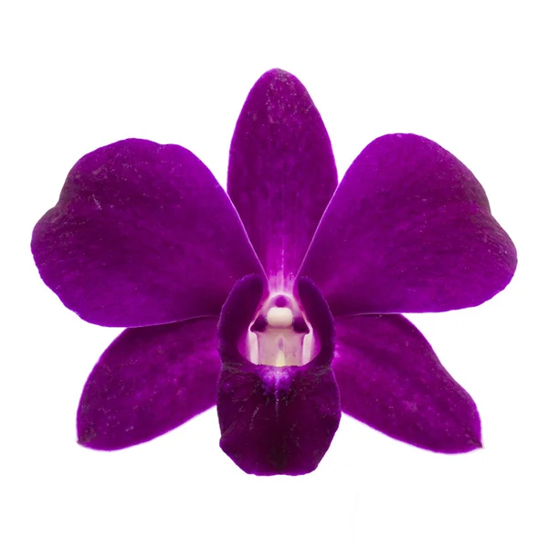 Närbild av enda lila orkidé blomma på vit bakgrund. — Stockfoto