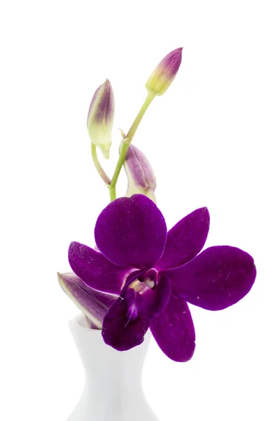 Květ fialový orchidej bílá váza — Stock fotografie
