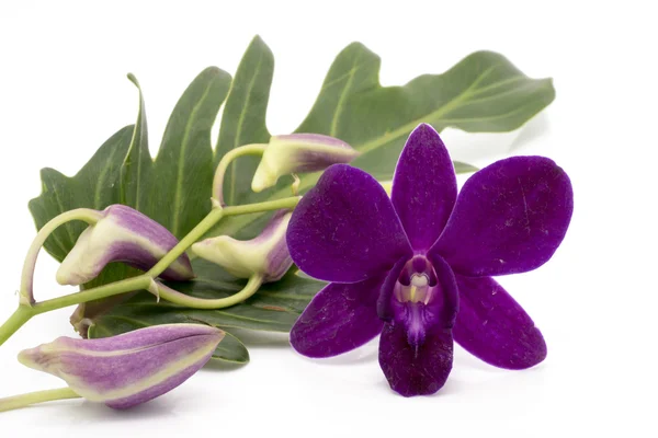 Blossom lila orkidé är isolera på whte bakgrund — Stockfoto