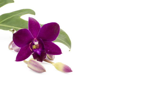 La orquídea púrpura de la flor se aísla en fondo del whte — Foto de Stock