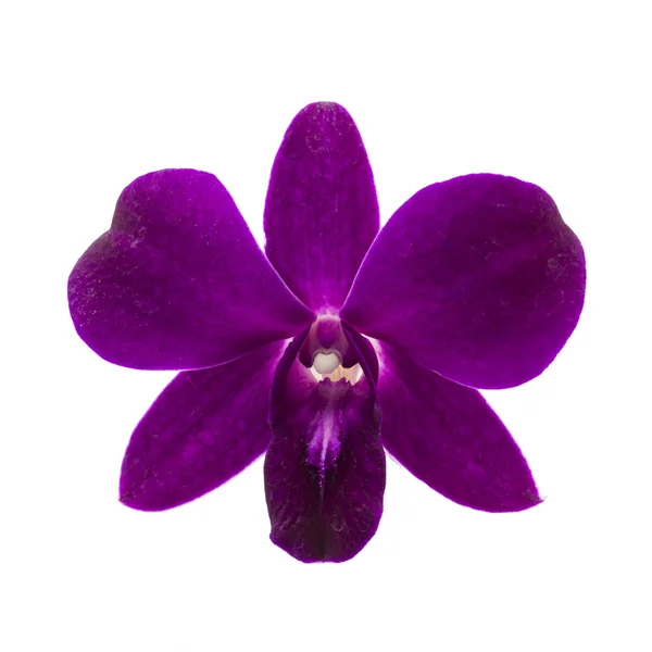 Primer plano de una sola flor de orquídea púrpura sobre fondo blanco . — Foto de Stock