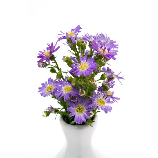 Bouquet marguerite violette en vase — Photo