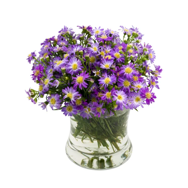 Bouquet marguerite violette en vase — Photo