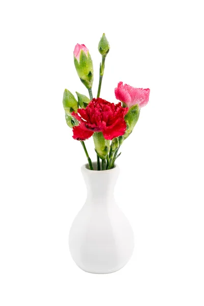 Beyaz vazoda kırmızı karanfil — Stok fotoğraf