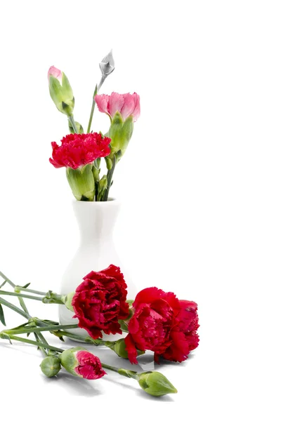 Red carnation in white vase — Stock Photo, Image