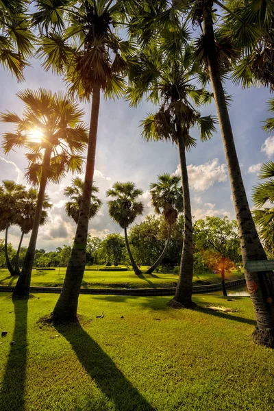 Coucher de soleil dans le parc avec palmiers et scie, herbe verte — Photo