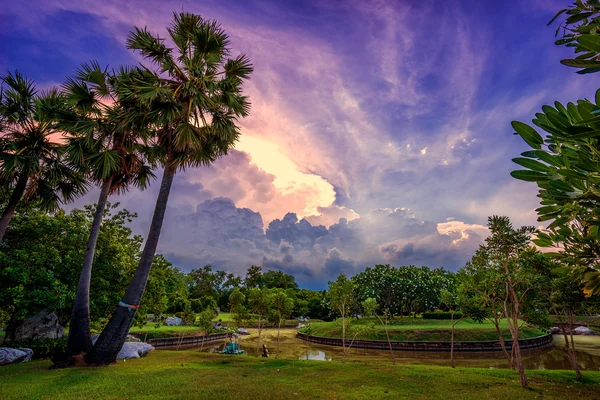 Sunset Park palmiye ağaçları ve sawamp, yeşil çim ile — Stok fotoğraf