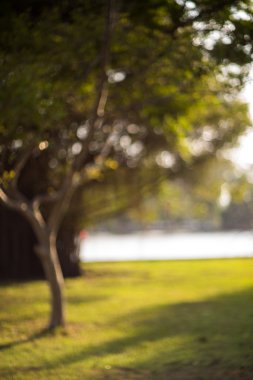 Bokeh yaprak güneş ışığı ile