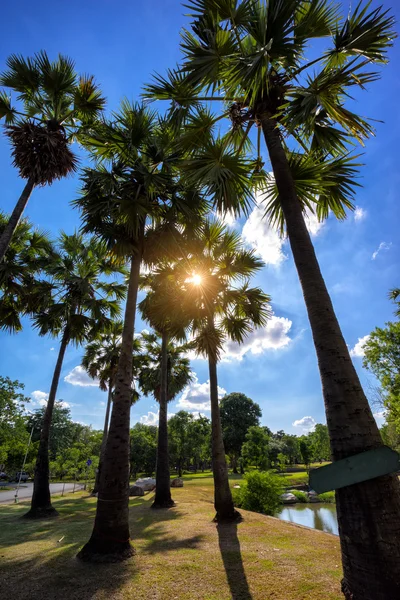 Palm trees silhouette against blue sky. — Stock Photo, Image