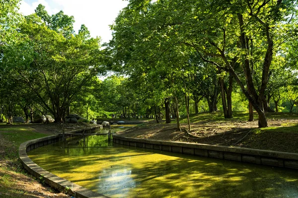在城市公园里，在阳光灿烂的夏天一天绿树的视图 — 图库照片