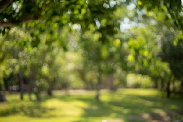 Bokeh yaprak güneş ışığı ile
