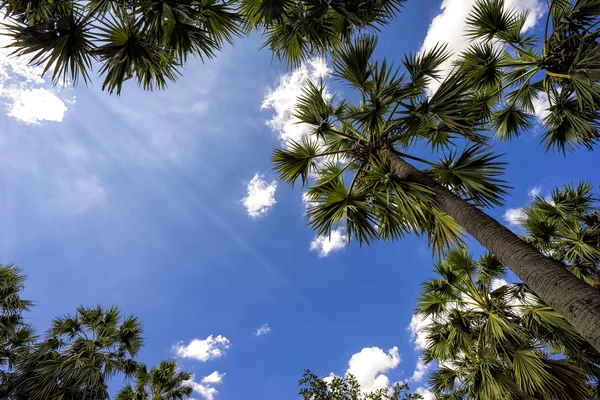 蓝天下的棕榈树. — 图库照片