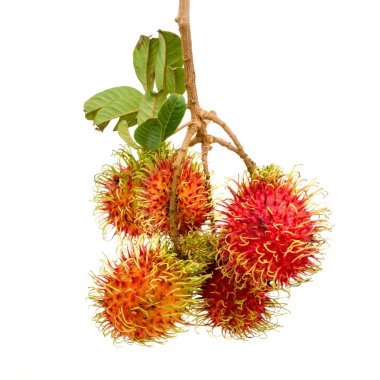 Dallar ve yapraklar, tropikal meyve taze Rambutan grubuyla.