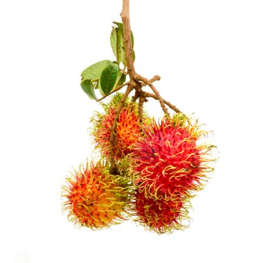 Dallar ve yapraklar, tropikal meyve taze Rambutan grubuyla.