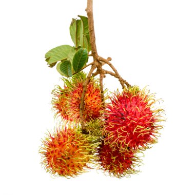 Dallar ve yapraklar, tropikal meyve taze Rambutan grubuyla.