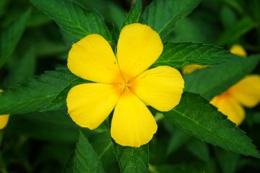 Adaçayı gül, sarı çiçek