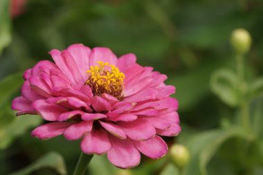 Bahçede açan zinnia çiçeği