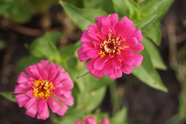Zinnia Blume blüht im Garten — Stockfoto